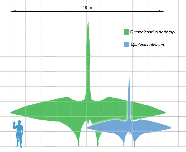 Quetzalcoatlus Northropi and Quetzalcoatlus Sp. w/Human for Scale