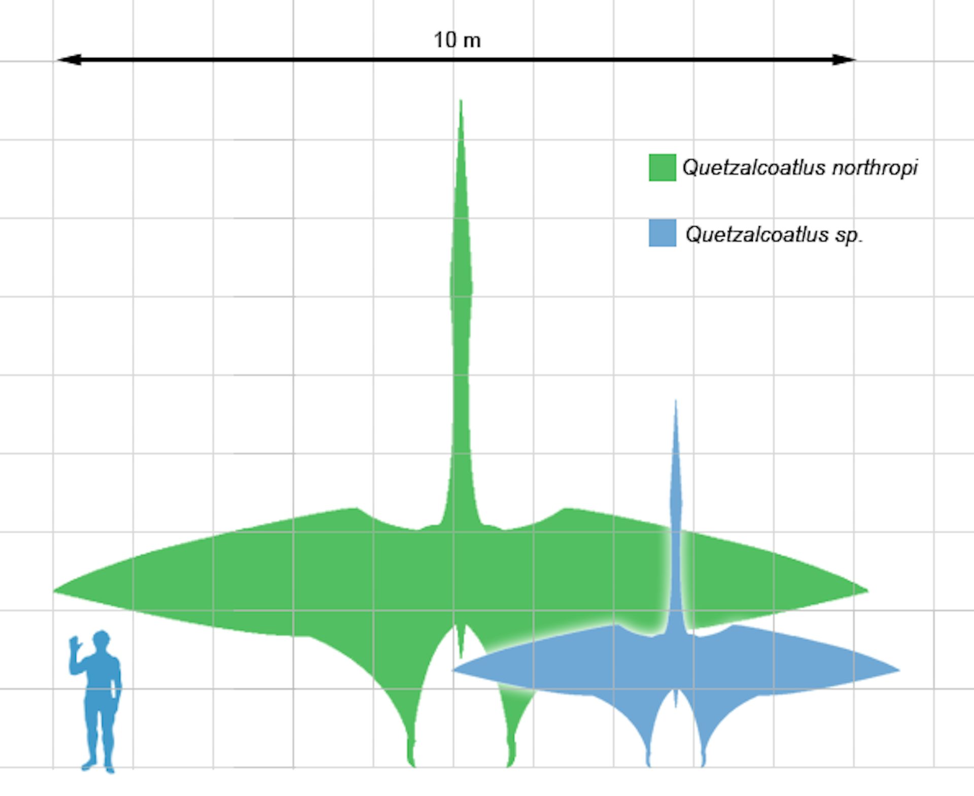 Quetzalcoatlus Northropi and Quetzalcoatlus Sp. w/Human for Scale